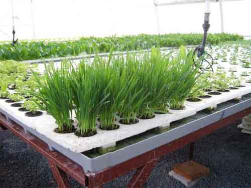 Что необходимо для выращивания зелени в теплице зимой