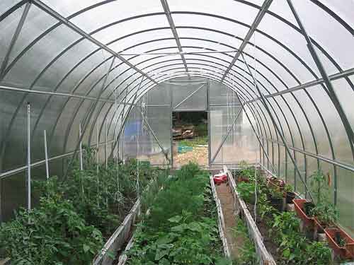 Как выращивать в теплице огурцы и помидоры