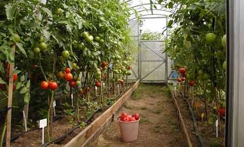 Особенности посадки огурцов и томатов в теплицу из поликарбоната